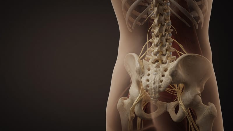 A general anatomical illustration of the lower spine, sacrum, and the nerve roots that branch from it.